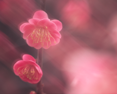 梅の花.png